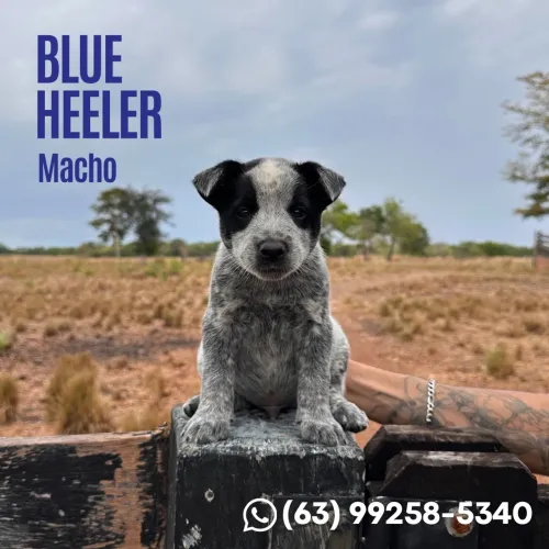 Vendo Blue Heeler