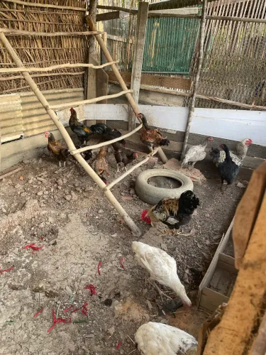 Sítio rentável próximo de Macapá