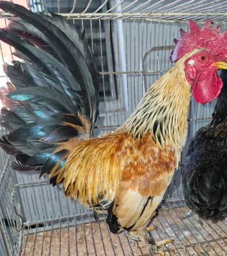 Garnizes baratos
