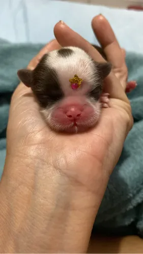 Shih Tzu fêmeas ( venda ) @pets.encantados_
