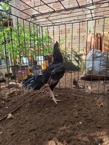 GALO INDIANO