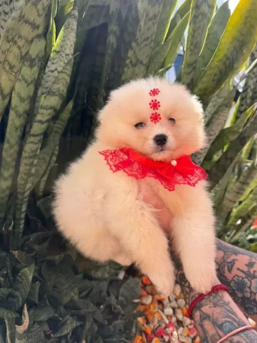 Spitz Alemão Filhotes Fêmeas