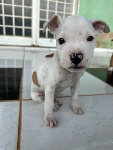 Pitbull