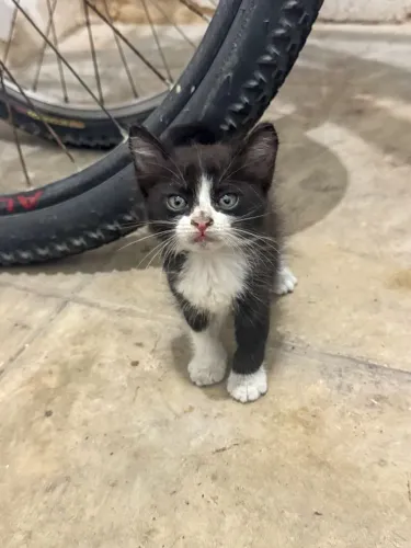 Adoção Gatinho Filhote Abandonado