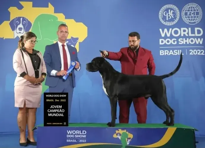 Filhotes Cane Corso Italiano, Pedigree CBKC. Linhagem de campeões