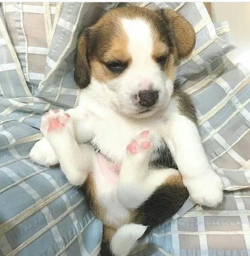 Beagle Filhote delicado e cheio de energia disponível