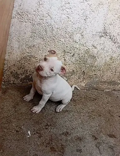 Fêmeas pitbull