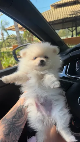 Spitz alemão