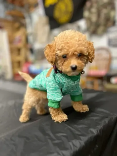 Poodle macho champanhe- leve já 