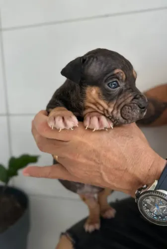 DOAÇÃO PITBULL