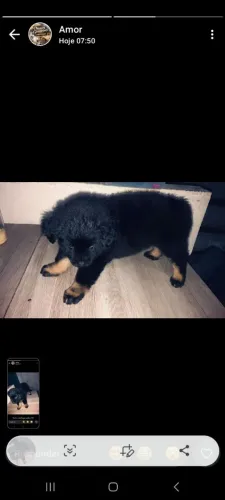Cachorro