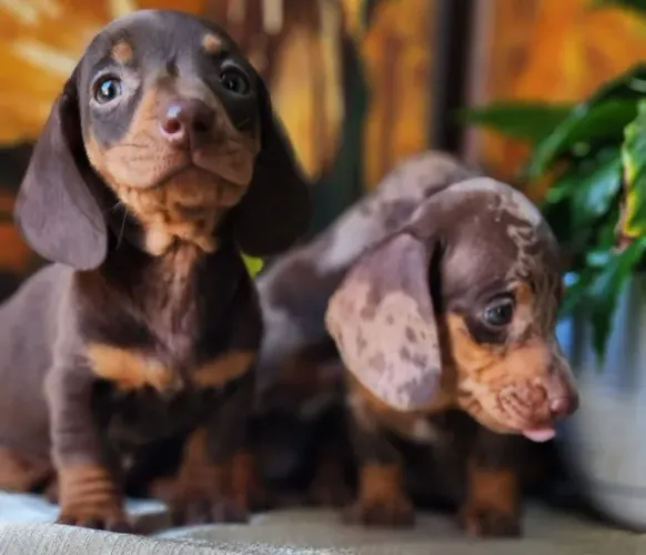 Salsicha/Basset/Teckel - Disponível! 