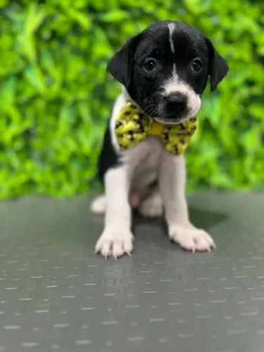 Border Collie Macho Filhote