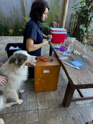 ? BORDER COLLIE BLUE MERLE EXÓTICO -   DISPONÍVEL PARA COBERTURA ?