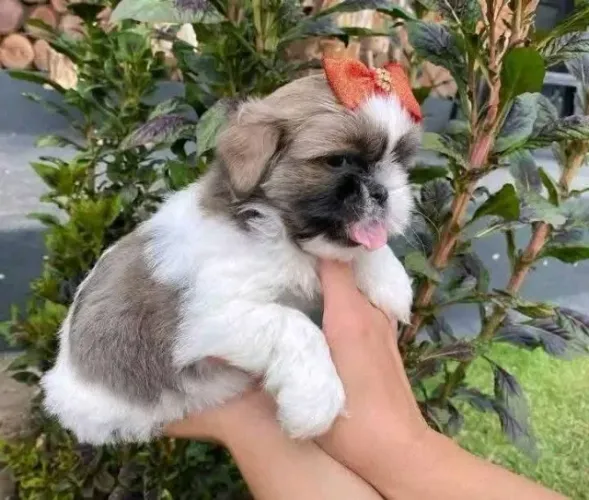 Filhotes de Shih Tzu | O carinho faz tudo melhor.