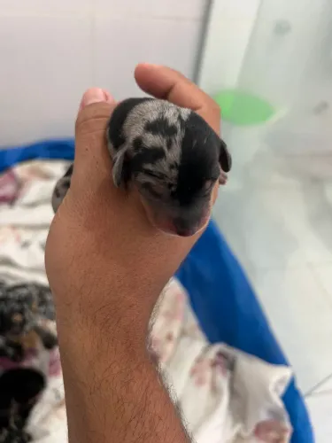 Filhotes dachshund