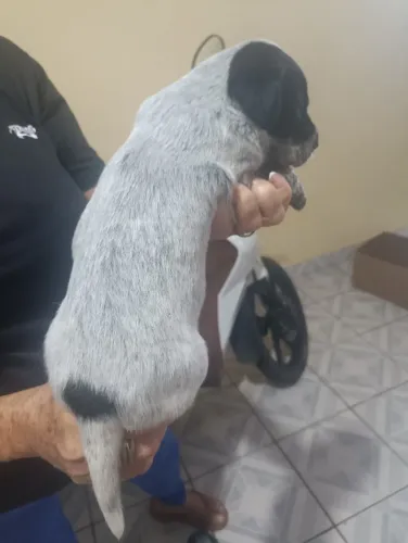 Filhotes de dálmata a venda 