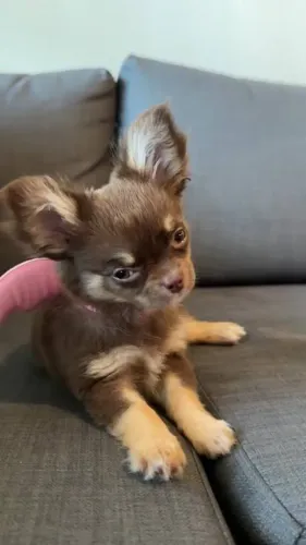 Chihuahua Peludos