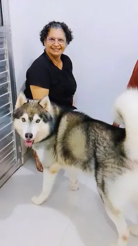 Doase husky siberiano legítimo 