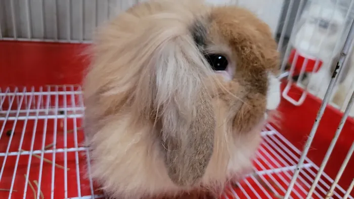 Mini Coelho Lop Fuzzy 