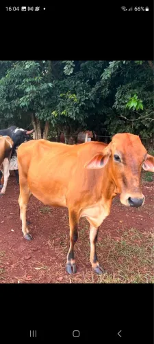 Vacas prenhas segunda parida