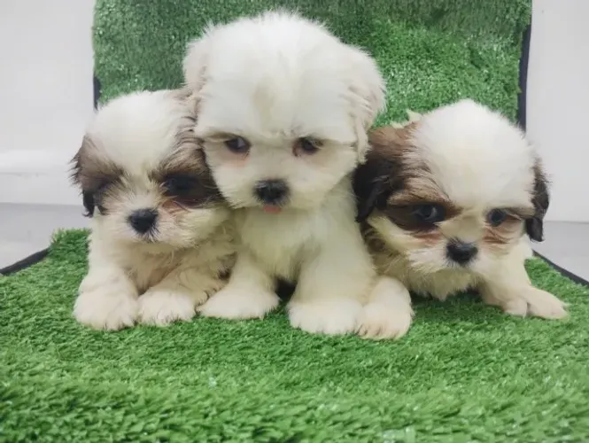 Procura seu Filhote? Temos o que voce procura, machos de Shihtzu por R$ 950,00