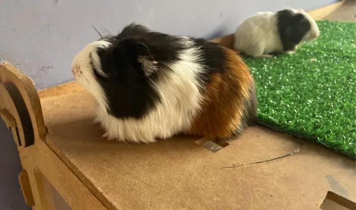 Porquinho da india Sheltie pelo longo de raça entrega Janu Moc