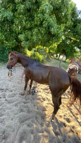 Cavalo qm