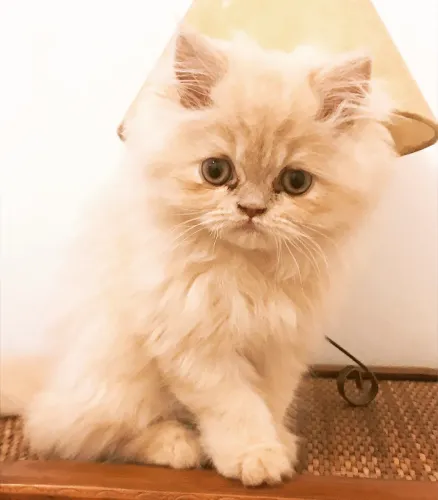 Gato Persa filhotes