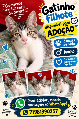 Filhote de gato