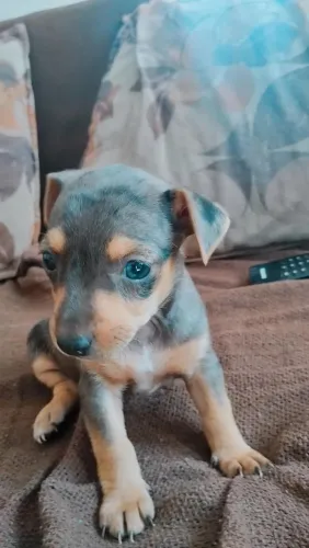 Pinscher exótica