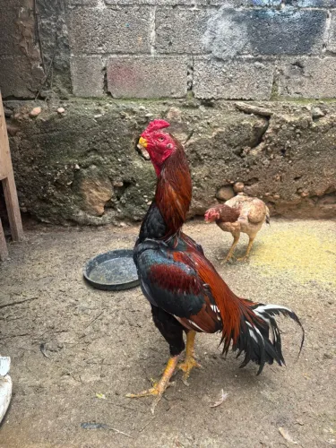 Galo índio bico curto crista ferrão