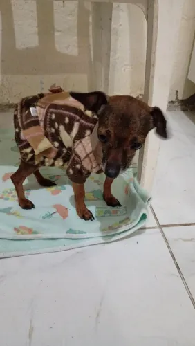 CACHORRINHA MEL