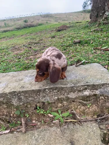 Dachshund pelos curtos e longos Cofap Basset Teckel Salsicha