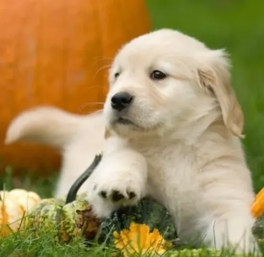 Golden Retriever Filhotinhos Perfeitos.