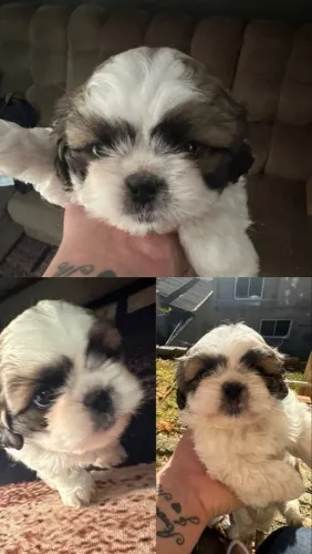 Cachorros shih tzu machos