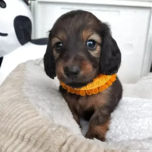 Cãozinho dachshund/teckel/basset/salsicha/cofap muito carinhoso e dócil
