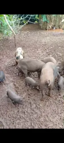 Vendo porcos