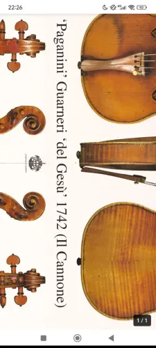 Planta violino