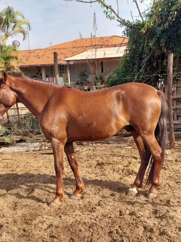 Mangalarga marchador