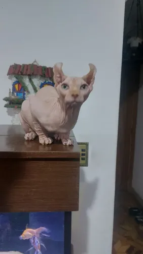 Sphynx Macho Elf