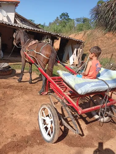 Cavalo mais charrete muito manso