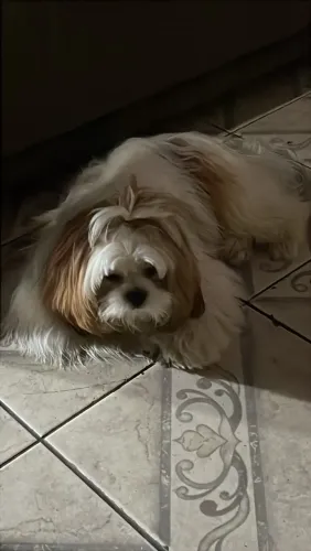 Vende cachorro Shitzu