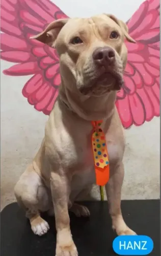 Américan Bully x Pit Monster pra Adoção
