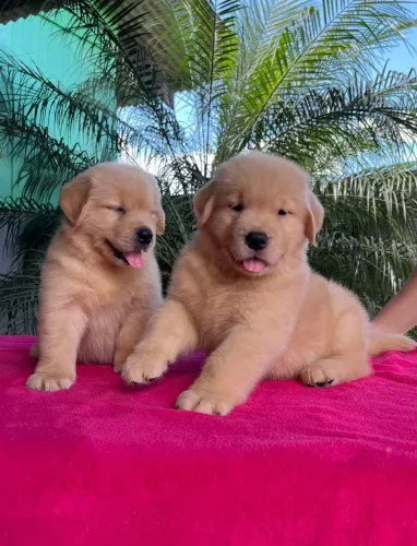 Golden Retriever