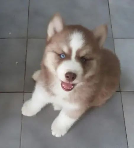 Husky Siberiano lindos filhotes pelagem wooly