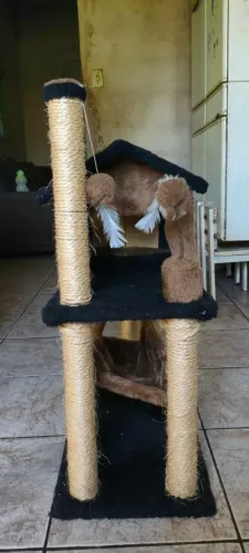 Casinha para gato