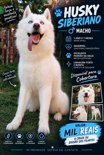Husky siberiano disponível para cobertura