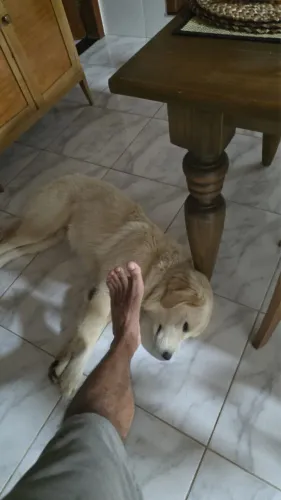 Golden macho pra cobertura (serra)