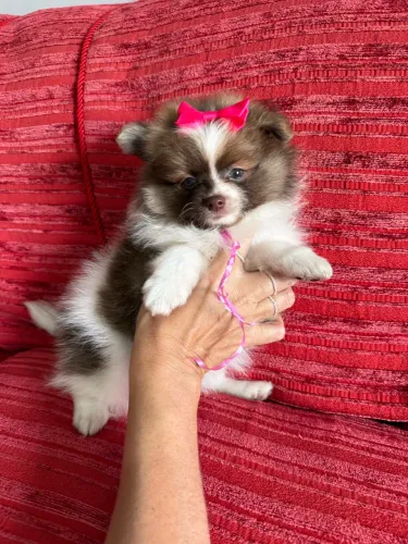 Lulu da Pomerania branca com chocolate olhos claros ac cartão
